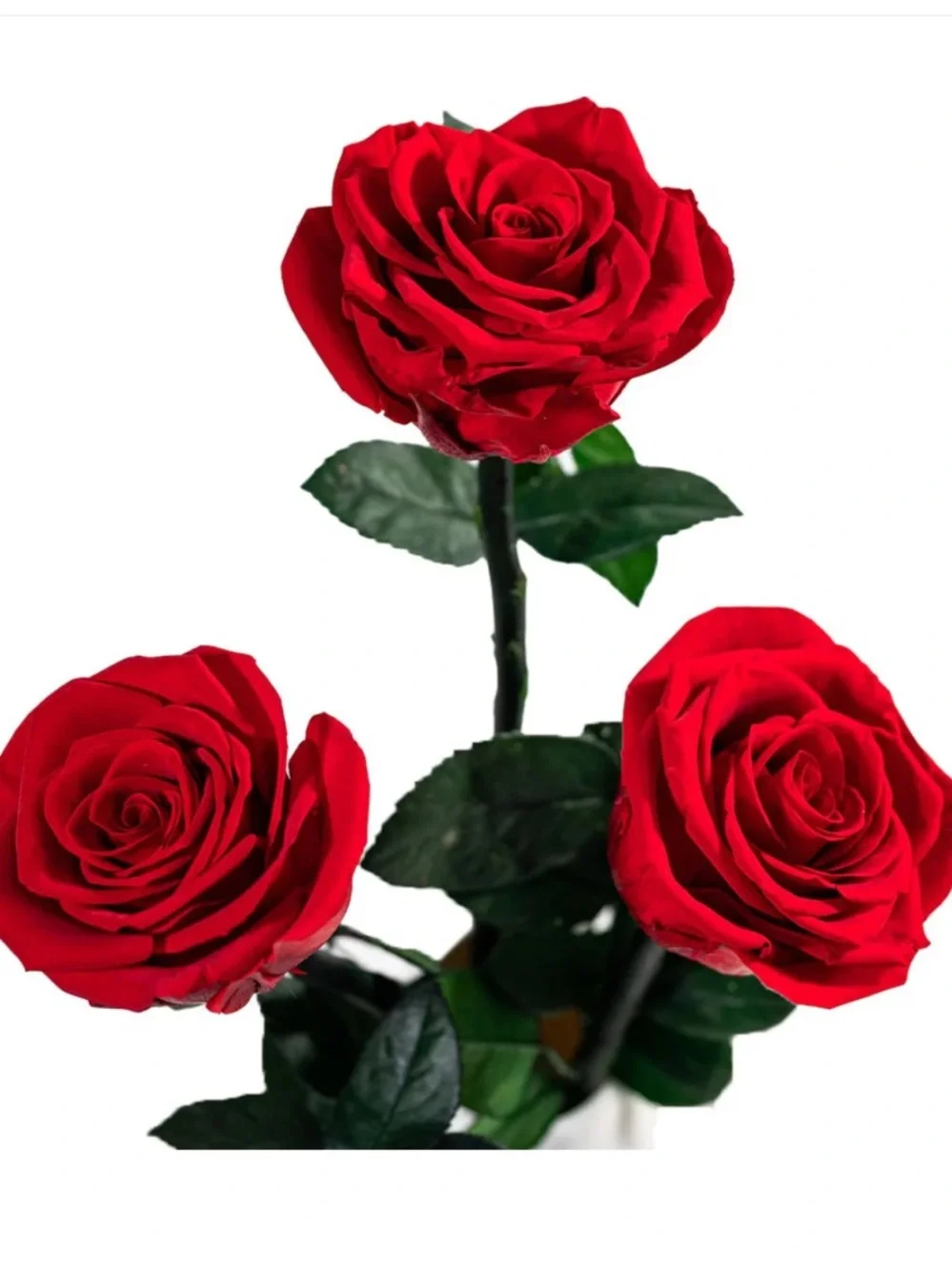 Long Fleur Rouge - 3 Long-stemmed Red Roses in a White Vase.